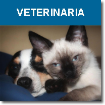 veterinaria